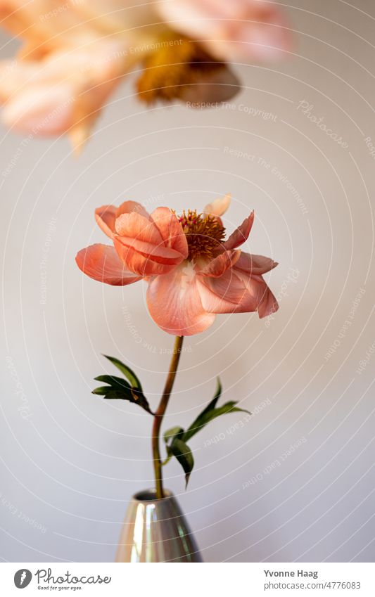 Blühende Pfingstrose Blumenstrauß Pfingsten Vase Englisch Französisch Stillleben Stillleben-Fotografie Pflanze apricot rosa grün grüner Hintergrund Tapete Blüte