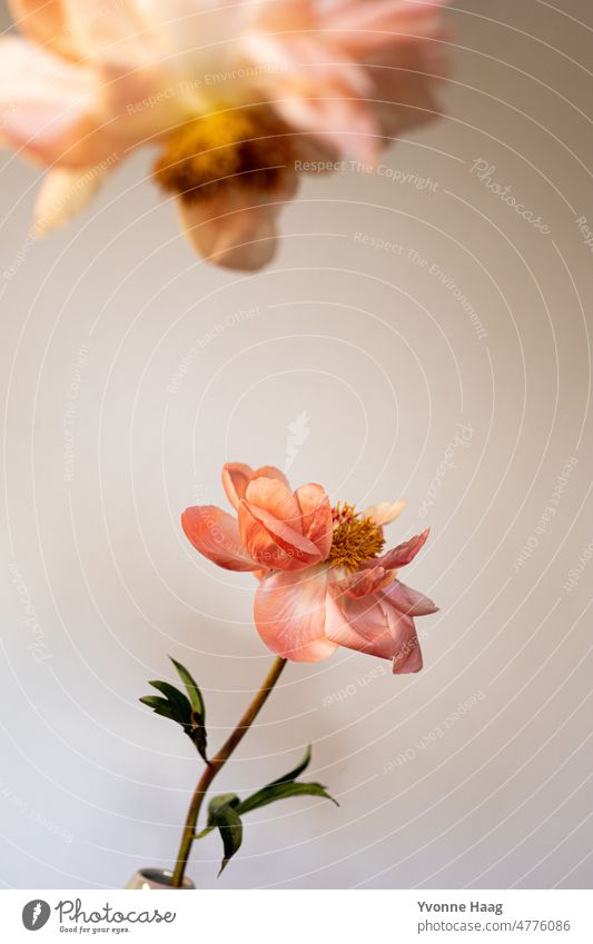 Pfingstrose im Fokus Blumenstrauß Pfingsten Vase Englisch Französisch Stillleben Stillleben-Fotografie Pflanze apricot rosa grün grüner Hintergrund Tapete Blüte