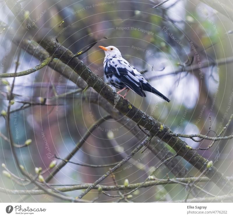 Schwarz-weiß gefleckte Amsel-Leuzismus eine Laune der Natur Amselmännchen Leuziusvogel Vogel natürlich Vögel Umwelt Farbfoto Wildtier Außenaufnahme Menschenleer