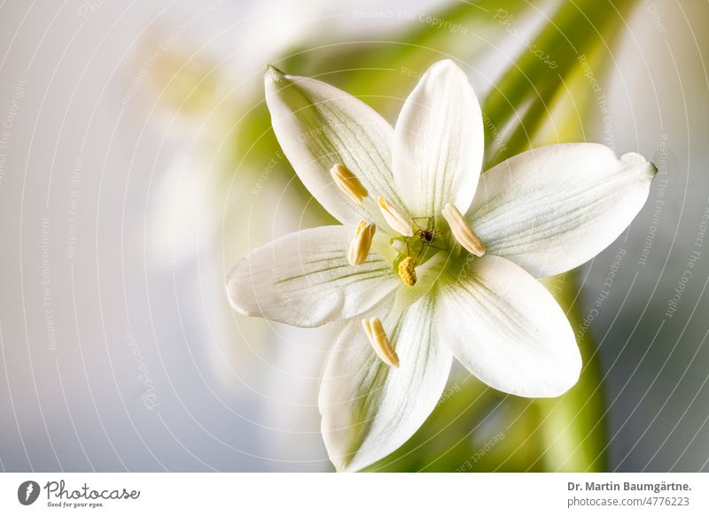 Milchstern, Ornithogalum, weiße Blüte blühen Frühjahrsblüher Spargelgewächse Asparagaceae geringe Tiefenschärfe High Key High-Key-Foto