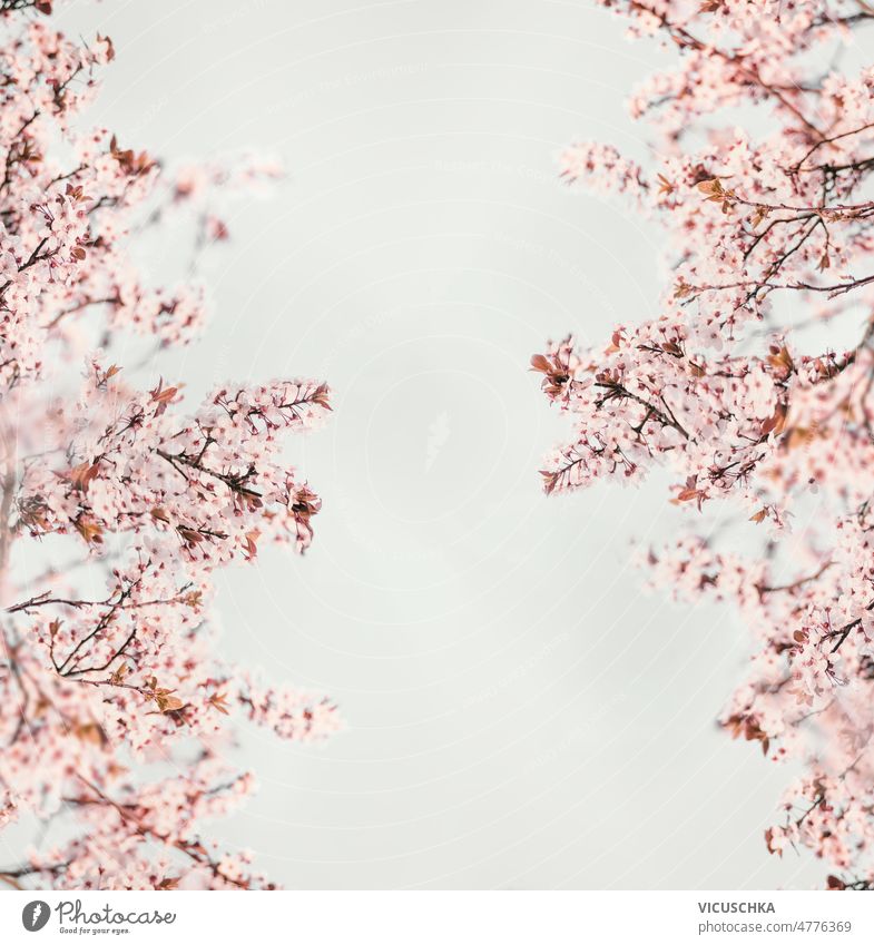 Rosa Kirschblütenrahmen mit rosa blühenden Zweigen auf weißem Hintergrund. Rahmen Überstrahlung weißer Hintergrund Frühling schön Baum Textfreiraum