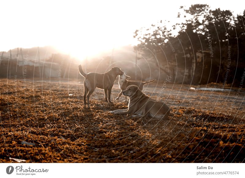 Eine Hundefamilie, vereint unter einem wunderschönen Sonnenuntergang Hündchen Tier Tierporträt Tiere Tierfamilie Tiergesicht tierisch Tierschutz Haustier