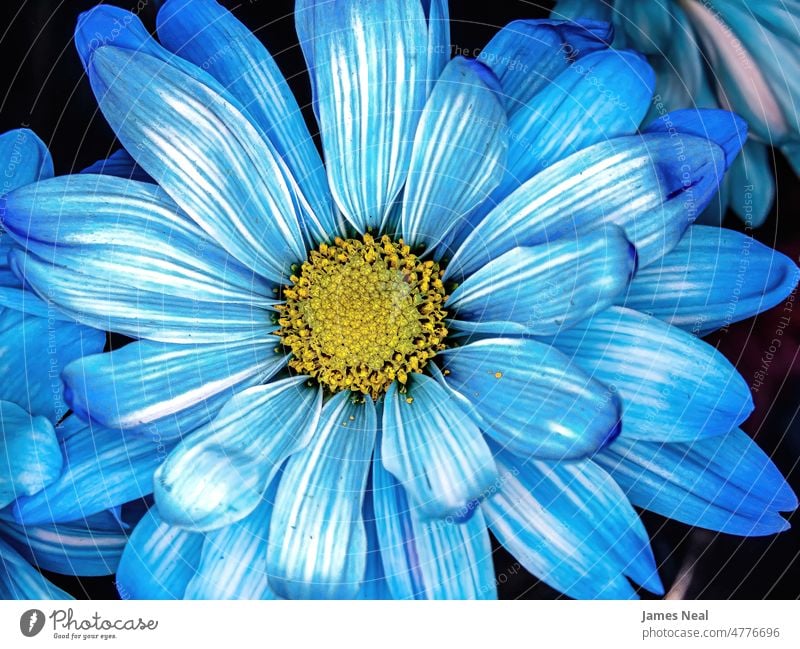 Ein blaues Gänseblümchen aus der Nähe Frühling natürlich Farbe Blumen Blüte abstrakt Tag Schönheit Botanik dekorativ Sommer Makro Flora Wachstum Design