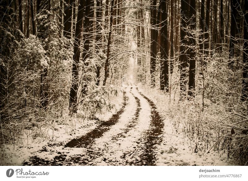 Wander Traum  auf verschneitem Weg durch den Winterwald. weiß Winterstimmung Außenaufnahme Menschenleer Frost Schneelandschaft Landschaft Wintertag kalt Natur
