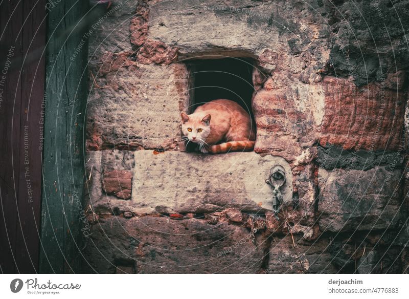 Auf der Lauer. Eine Katze liegt in einer Mauer Nische oben wartent , auf vorbei kommente Beute. Katze von oben Blick Farbfoto Ein Tier niedlich bezaubernd