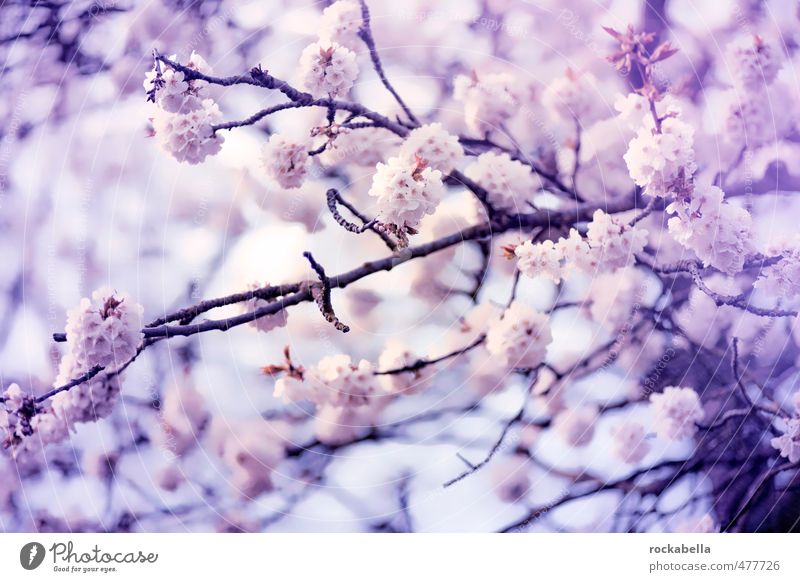Kirschblüten Natur Pflanze Blüte Blühend Duft Frühling Farbfoto Außenaufnahme Gegenlicht Schwache Tiefenschärfe