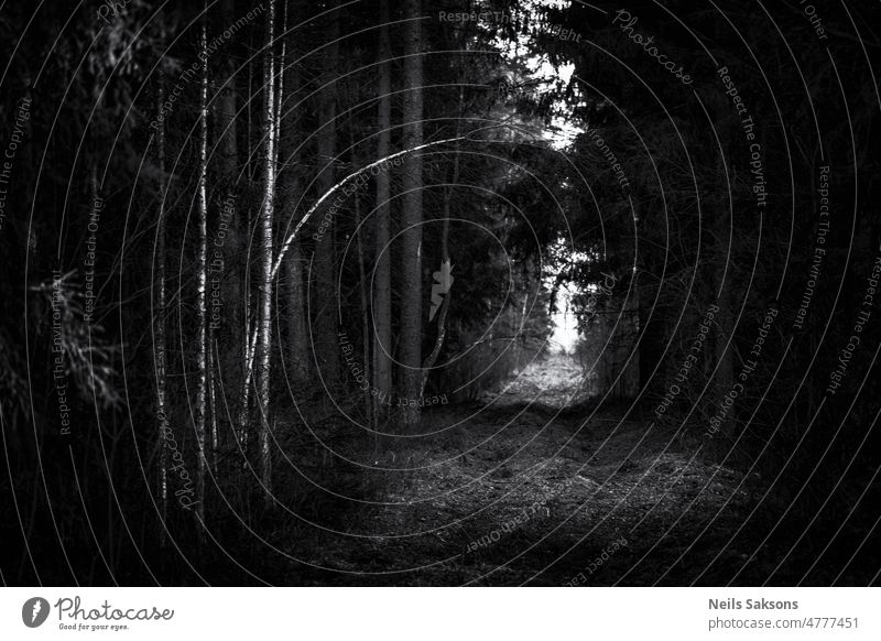 krumme Birke über Gehweg, düsterer Waldweg, helle Perspektive schwarz dunkel trist Schwarzweißfoto Weg Fußweg Gras gebeugt schräg Baum Natur Lettland Frühling