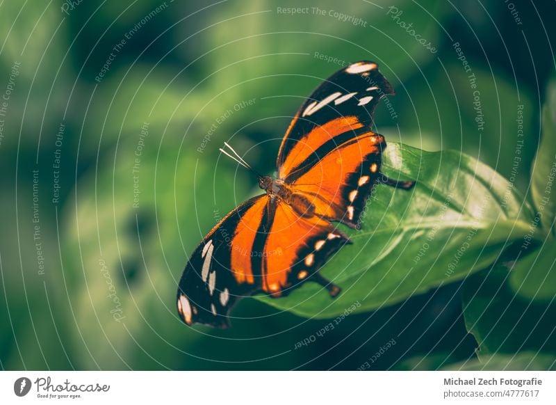 Ein Schmetterling sitzt auf einem Blatt im Papiliorama Insekt Natur grün schön Garten Tier Schönheit Tierwelt im Freien Nahaufnahme farbenfroh natürlich Makro