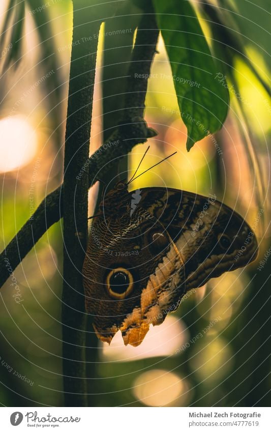 Ein Schmetterling sitzt auf einem Blatt im Papiliorama Insekt Natur grün schön Garten Tier Schönheit Tierwelt im Freien Nahaufnahme farbenfroh natürlich Makro