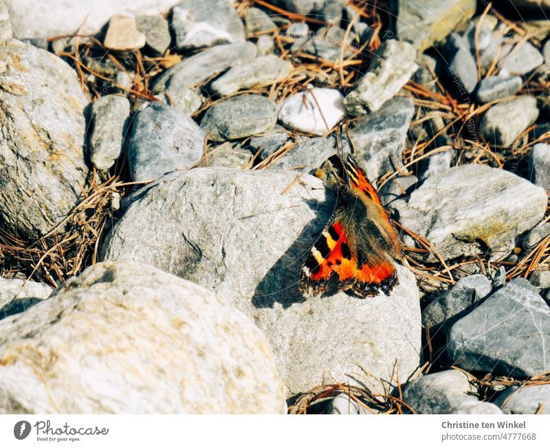 Ein "Kleiner Fuchs" (Aglais urticae) genießt die warmen Sonnenstrahlen auf einem Stein Nymphalis urticae Nesselfalter Schmetterling Frühling Wärme Steine