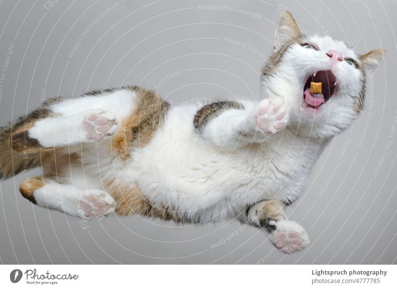 Ansicht von unten einer lustigen getigerten Katze, die Leckereien frisst. Hauskatze füttern Snack Leckerli direkt darunter Überessen Humor Pfote Tiernahrung