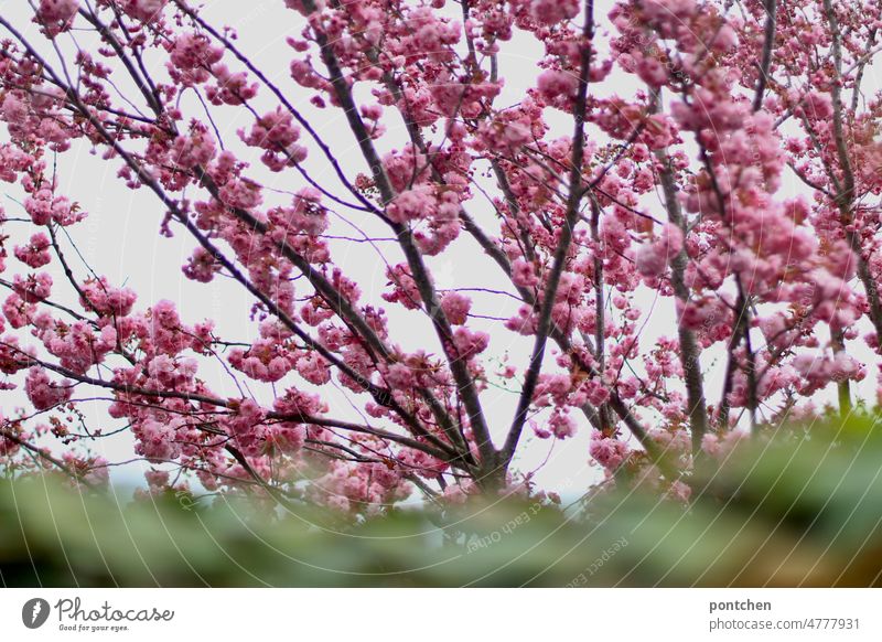 Rosa blühender Baum im Frühling. Mandelbaum mit unscharfer grüner Hecke im Vordergrund blüten mandelbaum frühling Natur Garten hecke Pflanze wachsen Grün