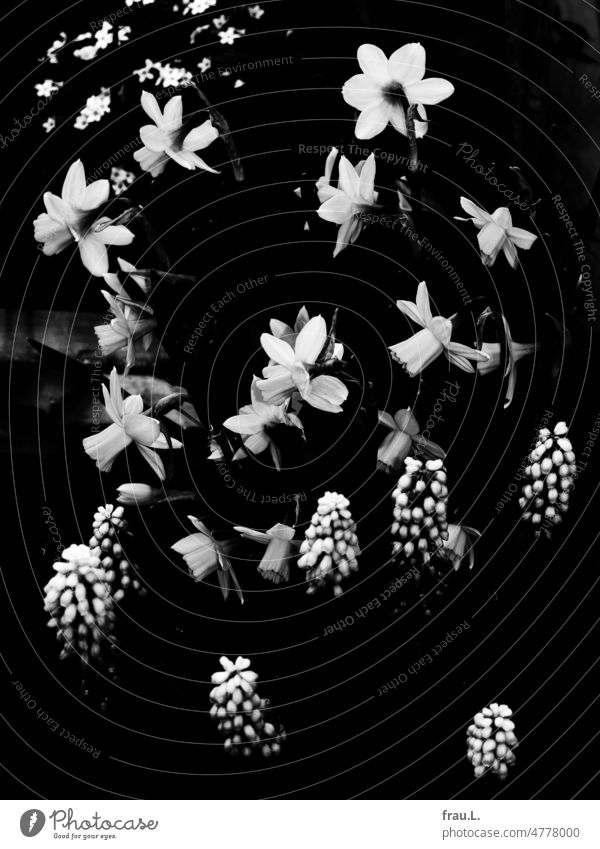 Weiße Blumen in dunklen Zeiten Perlhyazinten Osterglocken Vergißmeinnicht Kontrast Frühling Frühling im Krieg Balkonkasten Stadtpflanzen Blühend Blüte Natur