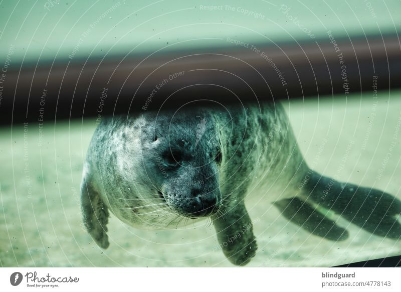 Seehnsucht Sehnsucht Robbe Seehund Nordsee Aufzucht Hilfe Rettungsstation Wildtier Natur Meer Wasser Farbfoto Tier Menschenleer Tiergesicht Seehundstation