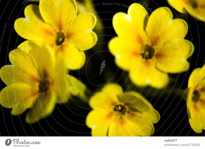 leuchtend gelbe Blüten der echten Schlüsselblume Primula veris Blume Pflanze Nahaufnahme primula Primelgewächse Farbfoto Frühling Natur Garten