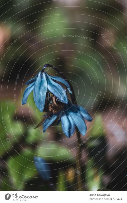 Biene versteckt sich unter blauer Schneeglöckchenblüte Blume Natur Bienen Insekt Honigbiene Tier blaue Schneeglöckchen Pflanzen Frühlingszeit Farbfoto