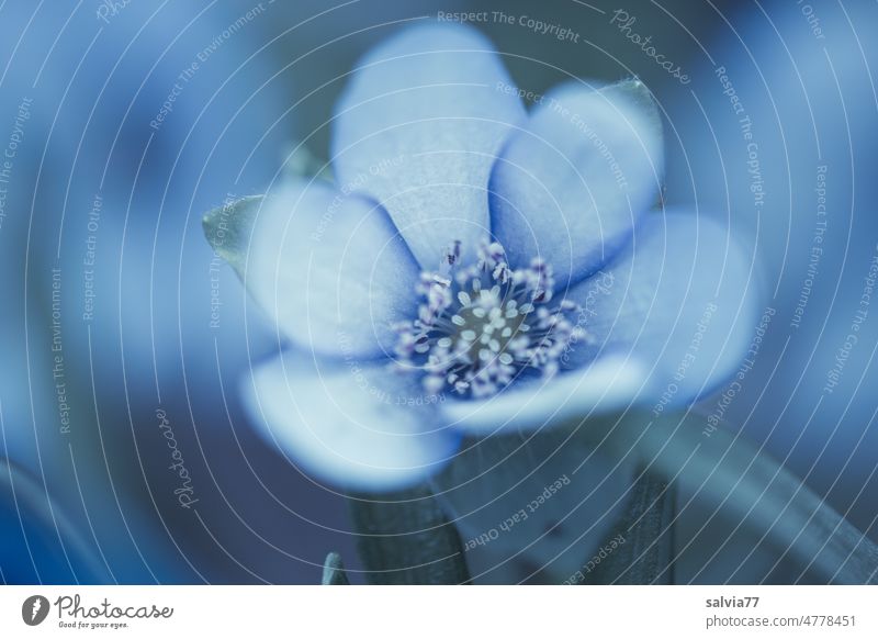 blaues Wunder Blüte Leberblümchen Pflanze Blume Natur Blühend Schwache Tiefenschärfe zart kühl Duft Farbfoto Makroaufnahme Menschenleer ästhetisch Nahaufnahme