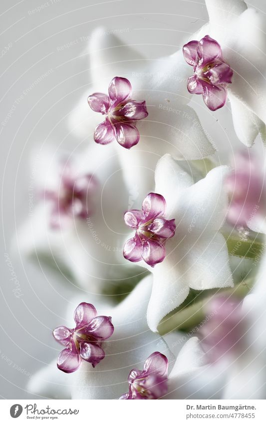 Blütenstand von Hoya sp., Porzellan- oder Wachsblume, Apocynaceae. High-Key-Foto Porzellanblume Epiphyt Aufsitzerpflanze blühen sukkulent Sukkulenz subtropisch