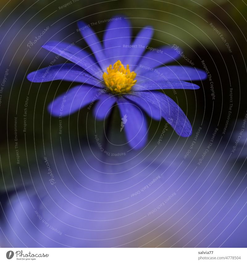 filigran | blaue Frühlingsanemone blaue Anemone Blume Blühend Makroaufnahme Blüte Natur Pflanze Unschärfe Garten Garten-Anemone schön zart Nahaufnahme Anemonen