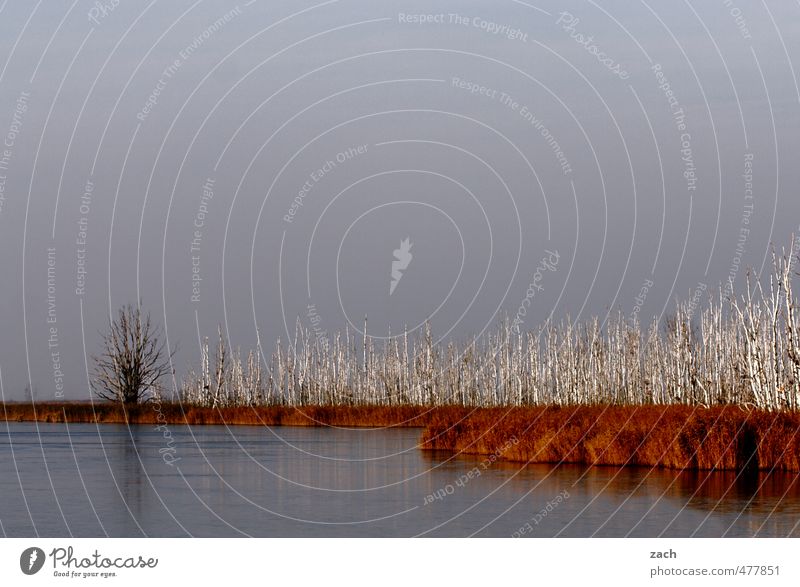 schwarzweißgrau | Stammesversammlung Natur Landschaft Pflanze Wasser Herbst Winter schlechtes Wetter Nebel Baum Birke Birkenwald Küste Seeufer Teich dunkel