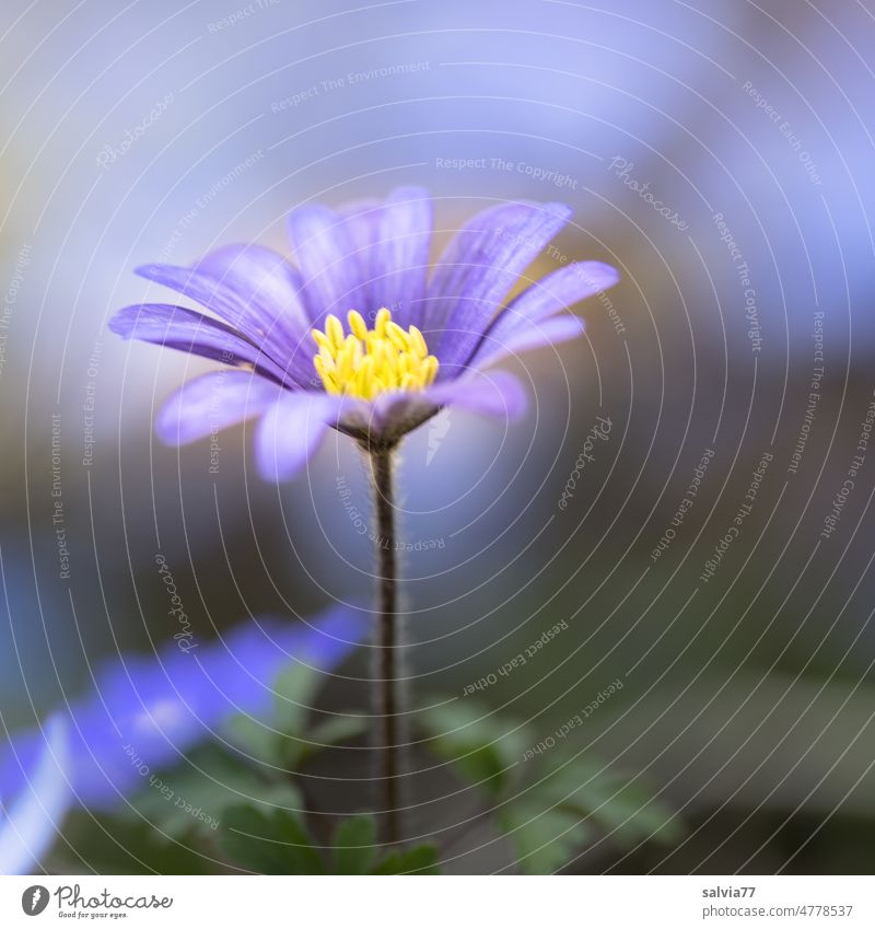 Anemone blanda, blaue Balkan-Anemone Blume Blüte lila Garten Garten-Anemone Frühling blühend Duft Natur Pflanze Nahaufnahme Schwache Tiefenschärfe Makroaufnahme