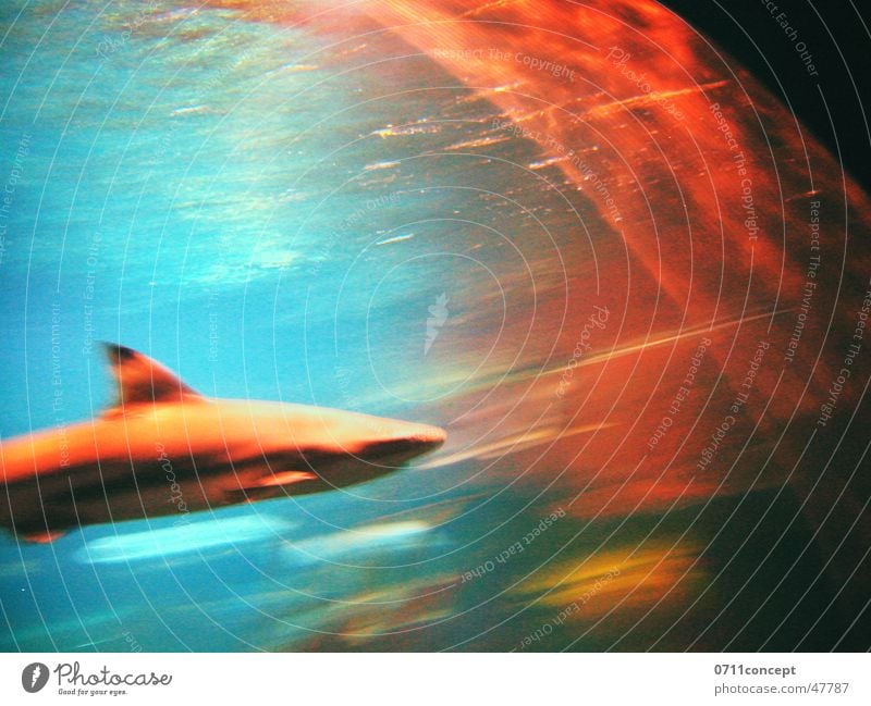 HAI-Lights Haifisch Dieb Fressen gefährlich Meer Licht Fleischfresser weiß tauchen Angriff Geschwindigkeit Unschärfe bedrohlich Angst Schwimmhilfe Wasser