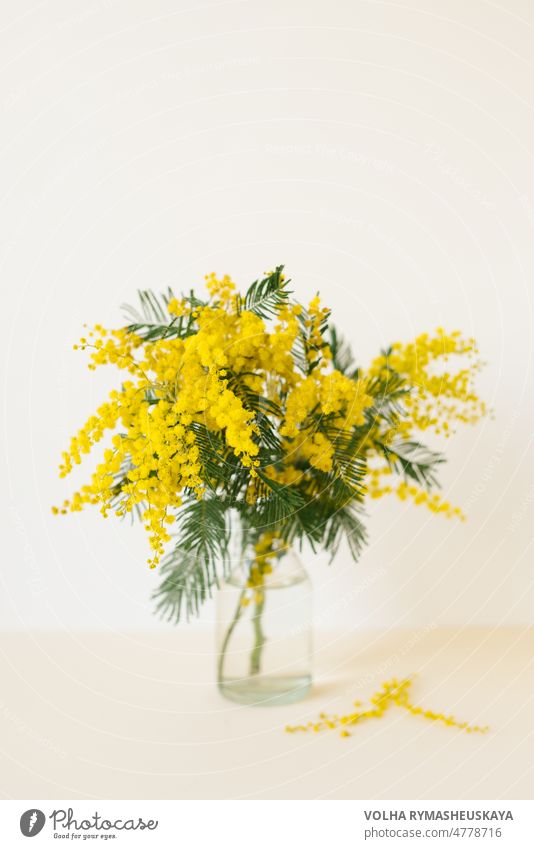 Ein Strauß gelber Mimosenblüten in einer Glasvase. Das Konzept des Frauenfrühlings oder des Muttertags. Grußkarte mit Kopie Raum Farben horizontal Leben hübsch