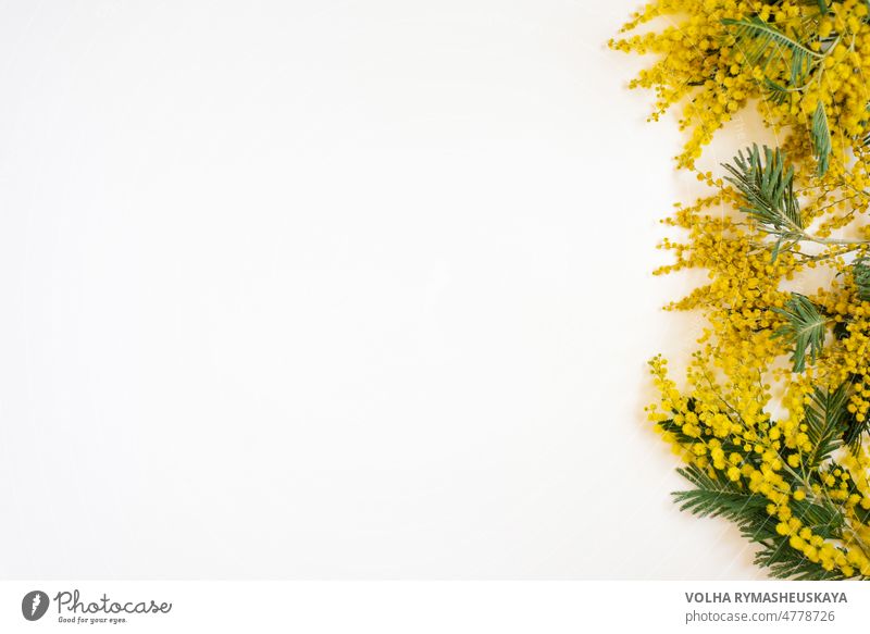 Floraler Rahmen aus gelben Mimosazweigen auf weißem Hintergrund. Blumen der Frau Tag. Flachlage, Ansicht von oben. hell Farbe Dekoration & Verzierung Design