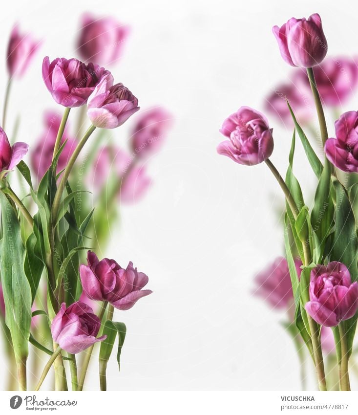 Tulpenrahmen mit lila Blütenblättern auf weißem Hintergrund. Frühlingsblumen der Saison rosa Rahmen Blume purpur weißer Hintergrund saisonbedingt Fliederbusch