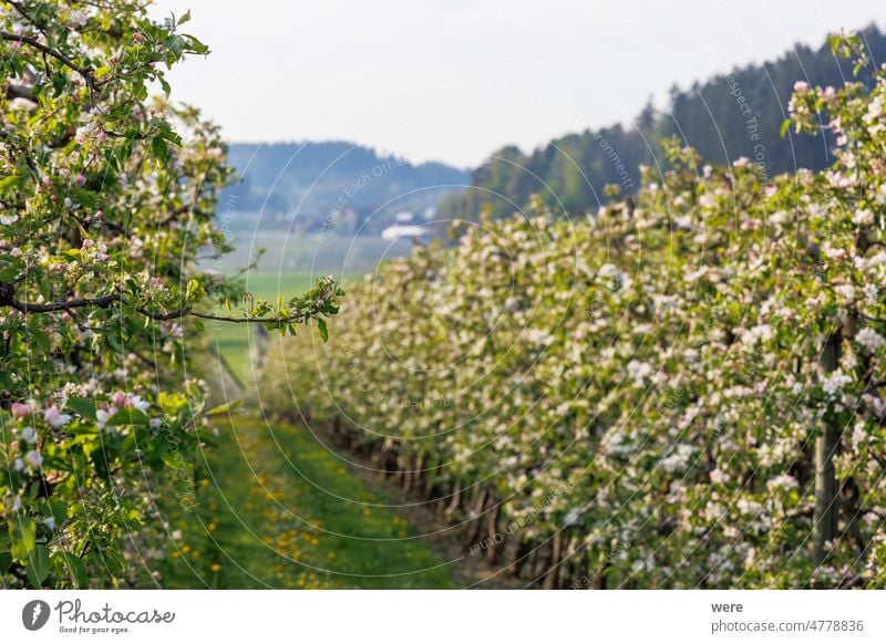 rot-weiß blühende Apfelbaumblüten in einer Obstplantage im Obstanbaugebiet Lindau-Bodensee in Deutschland blüht abschließen Russland Ukrainer Bayern