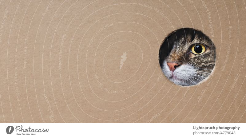 Maine Coon Katze schaut lustig aus einem Loch in einem Karton. Panoramabild mit Kopierraum. Blick Kasten Golfloch Tabby guckend anschauend Haustier niedlich