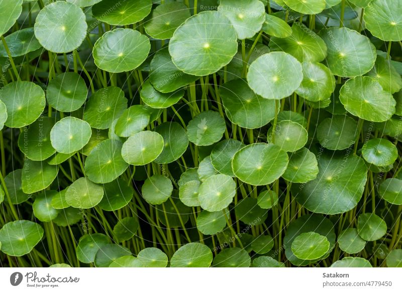 Blätter des Wassernabelkrauts als grüner Hintergrund Blatt Garten Pflanze Wachstum Vollständiger Rahmen frisch Natur organisch natürlich Laubwerk Pfennigkraut