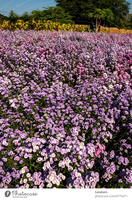 Lila Margeriten auf dem Blumenfeld Margaretenblüte Feld frisch Garten purpur Überstrahlung im Freien Natur Blüte Pflanze Hintergrund violett geblümt Saison