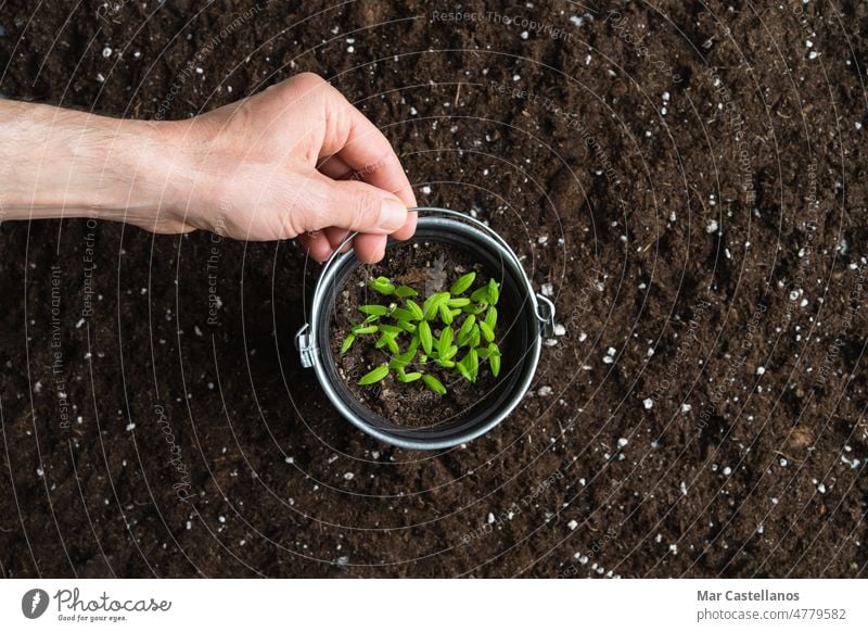 Eine Hand hält einen Topf mit jungen Pflanzen auf einem Hintergrund aus natürlicher Erde. Platz zum Kopieren. Internationaler Tag der Erde,