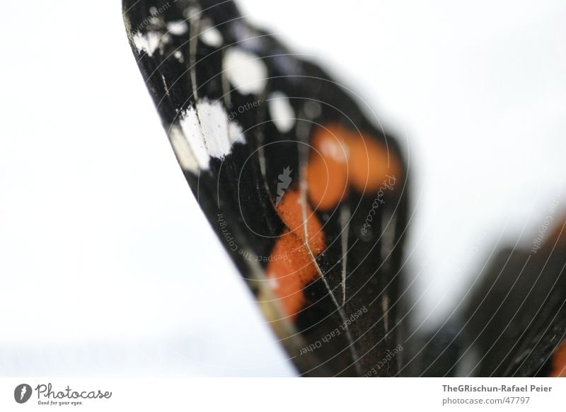 Schmetterling Schmetterlinge im Bauch Flügel Makroaufnahme Bildausschnitt Anschnitt Detailaufnahme Vor hellem Hintergrund Freisteller