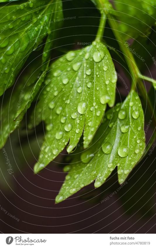 Wassertropfen auf Petersilie Gewürze Makro Tropfen wasser Tau Regen grün Detailaufnahme Außenaufnahme nass Natur Pflanze Licht Sommer Reflexion & Spiegelung