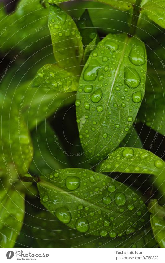 Wassertropfen auf grünen Blättern Kontrast Tropfen Grün Blatt Regen Garten nass Pflanze Nahaufnahme Natur Makroaufnahme Regentropfen feucht Tau Außenaufnahme