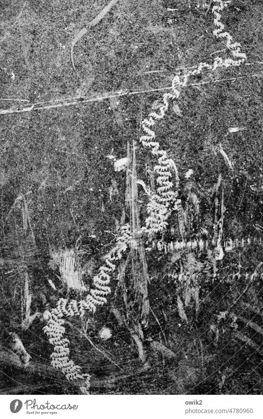 Bewegungsprofil Außenaufnahme Detailaufnahme Schwarzweißfoto Nahaufnahme Fragmente Spuren Muster winzig krabbeln alt rau abstrakt Menschenleer