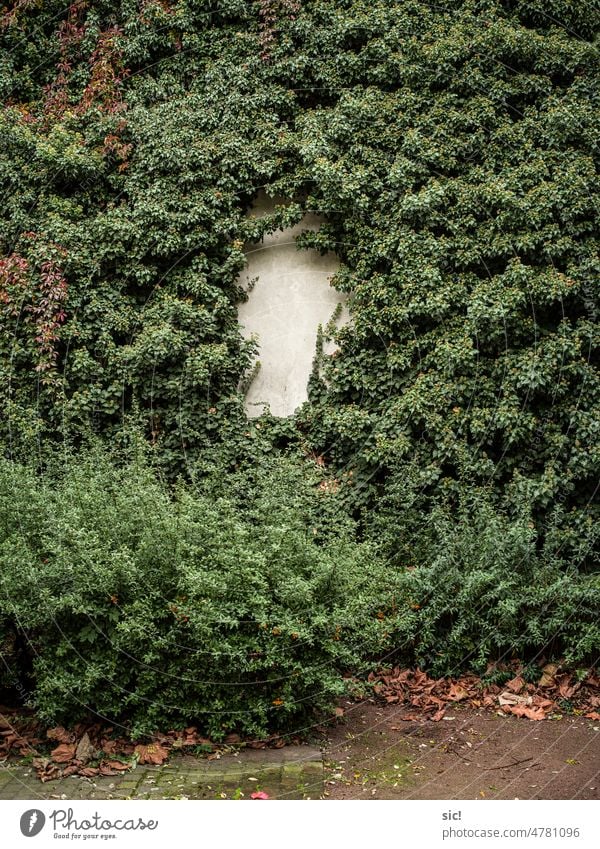 Efeubewachsene Wand mit einer leeren Mitte Efeuwand Pflanze Grün Farbfoto Mauer menschenleer Busch Grünpflanze Fassade Kletterpflanze Loch Leer Haus Natur Ranke