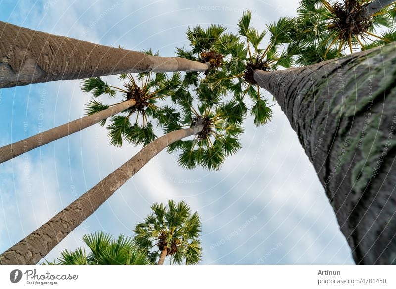 Blick von unten auf eine Palme mit blauem Himmel im Sommer. Sommer-Vibes. Palme mit grünen Blättern am tropischen Strand. Inselumgebung im Sommer. Sommer Reise Hintergrund. Tropischer Baum am Urlaubsort.