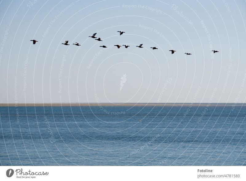 Ein Schwarm  Eiderenten fliegt über der Nordsee. Am Horizont, die Insel Neuwerk. Meer Wasser Wellen blau Außenaufnahme Farbfoto Urelemente Tag nass Vögel Vogel