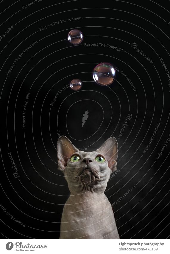Sphynx Katze schaut neugierig auf fliegende Seifenblasen. sphynx-katze hauskatze seifenblasen anschauen neugierige nacktkatze spielen verspielt auge portrait