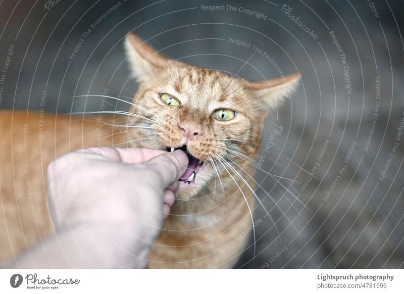 Tierhalter füttert eine verspielte rothaarige Katze mit Leckereien. Horizontales Bild mit Weichzeichner. hungrig heimisch erreichend Offener Mund