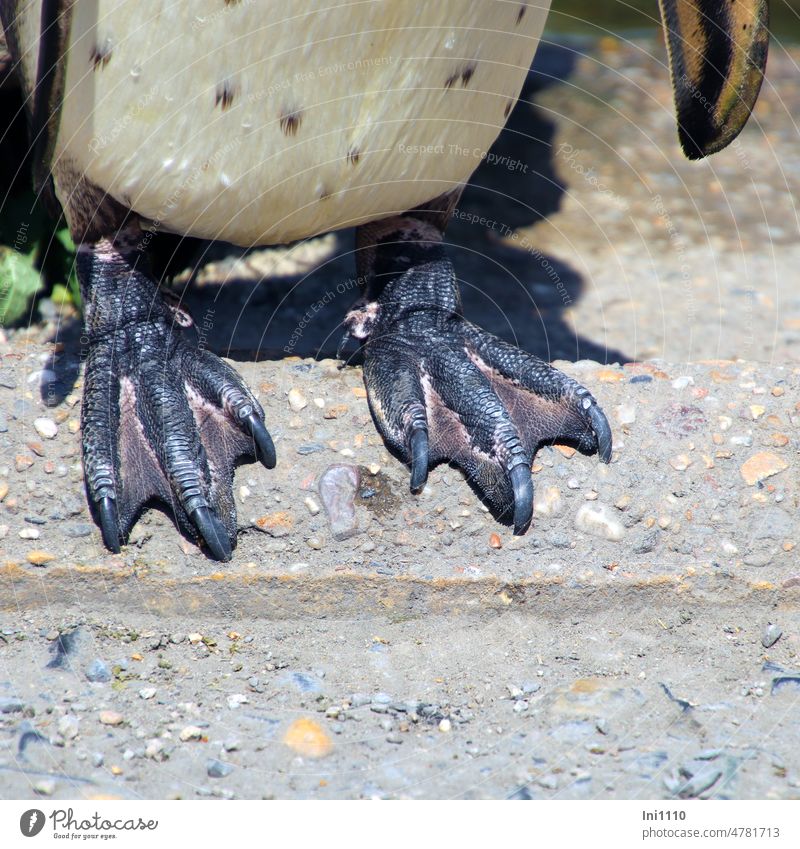 UT Frühlingslandluft |Füße vom Humboldt Pinguin Jahreszeit Tier Vogel Spheniscus humboldti Gefieder gepunktetes Fell Pinguinfüße Schwimmhäute Krallen blau lila