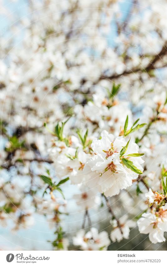 Hintergrund von Mandelblüten Baum und Himmel. Kirschbaum mit zarten Blüten. Erstaunlicher Beginn des Frühlings. Selektiver Fokus. Blumen Konzept. blüht
