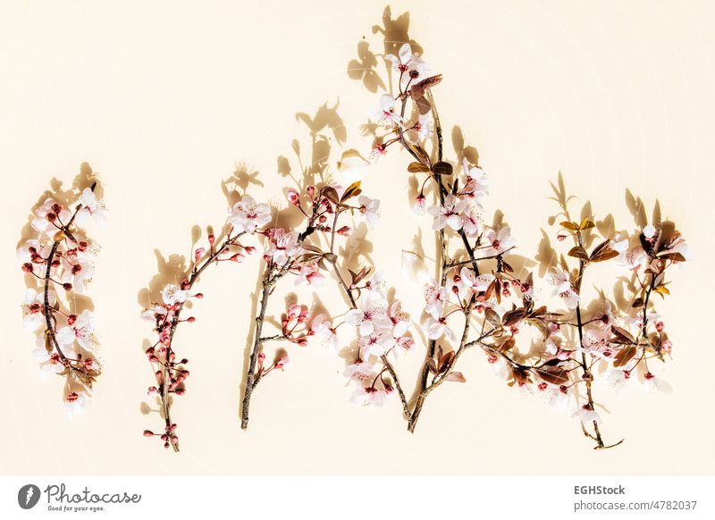 Kirschblütenzweig auf gelbem Hintergrund. Leerzeichen kopieren Textfreiraum Blume Blüte Natur Kirsche Frühling Blütezeit Blütenblatt Japanisch