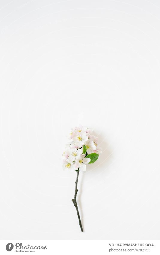 Frühling Hintergrund mit Zweigen eines blühenden Apfelbaums auf einem weißen Tisch mit Kopie Raum Blütenblatt ländlich April geblümt Blume Mai Natur schön