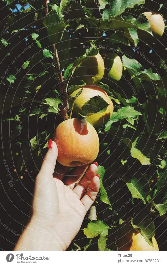 Frau pflückt mit der Hand einen Apfel, Frau erntet Früchte vom Zweig im Herbst Obstbaum Apfelbaum Kommissionierung Bauernhof landwirtschaftlich Wachstum Essen