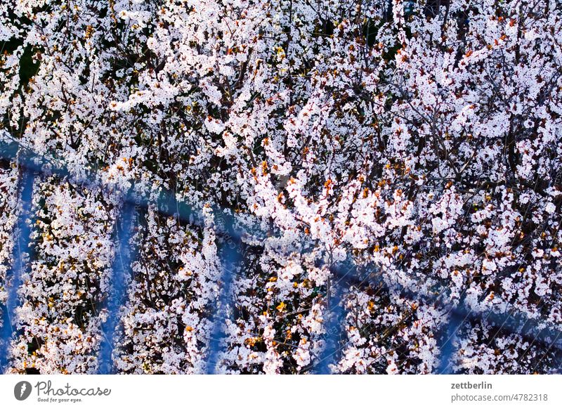 Japanische Kirschblüte mit Schneefanggitter ast baum erholung erwachen frühjahr frühling frühlingserwachen garten kleingarten kleingartenkolonie knospe