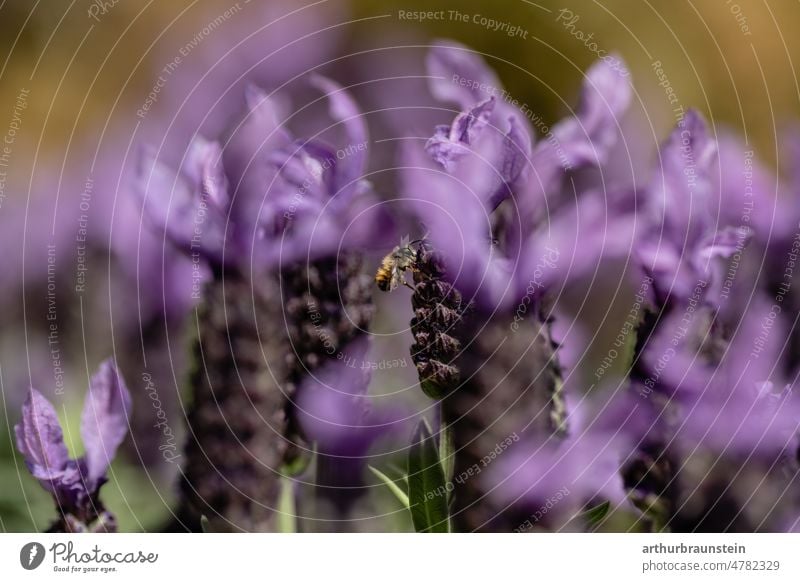 Biene fliegt in der Natur und bestäubt Schopflavendel Closeup Close Up Close-up Bienen natur Naturliebe Tageslicht Insekt Insekten Nahaufnahme natürlich Tier